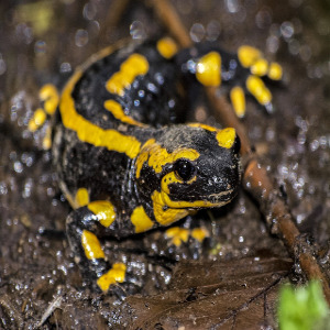 Salamander - origin: Pixabay