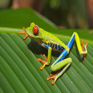 Red Eyed Tree Frog - origin: Pixabay