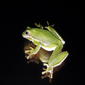 Green Tree Frog - origin: Pixabay