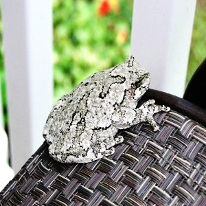 Green Tree Frog - origin: Pixabay