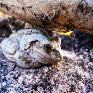 Cuban Tree Frog - origin: Pixabay