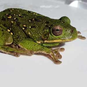 Barking 

Tree Frog - origin: WikiCommons