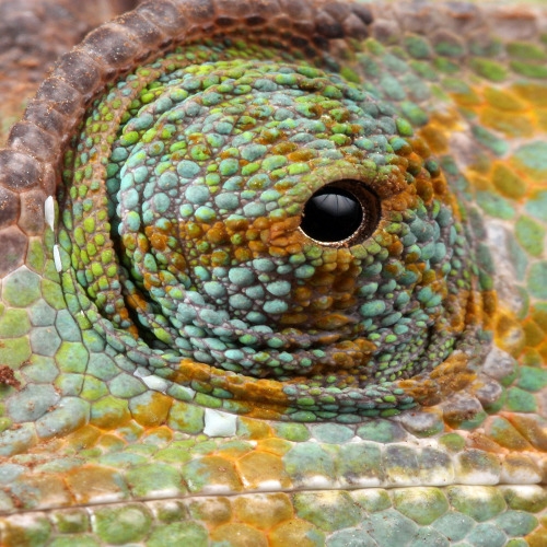 Lizard Care Information