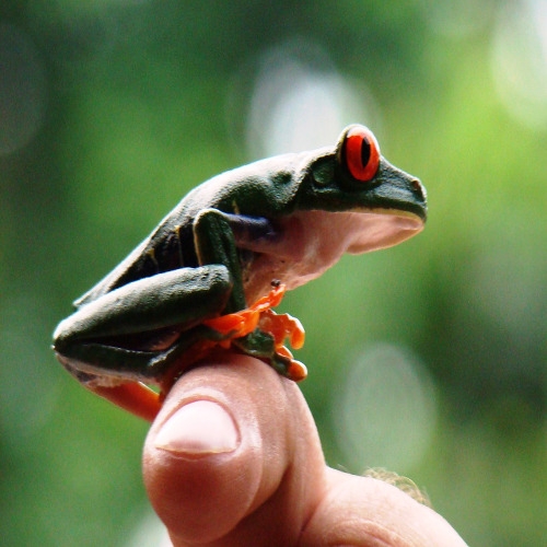 Amphibian Care Information