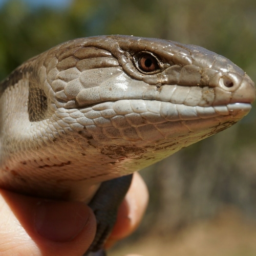 blue tongued skink - origin: Pixabay