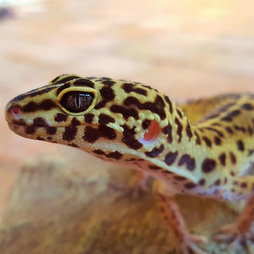blue tongued skink - origin: Pixabay