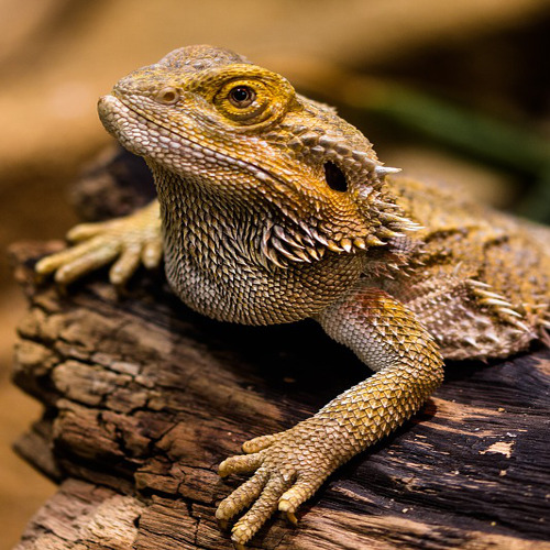bearded dragon - origin: Pixabay