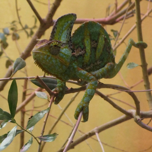 veiled chameleon - origin: Pixabay