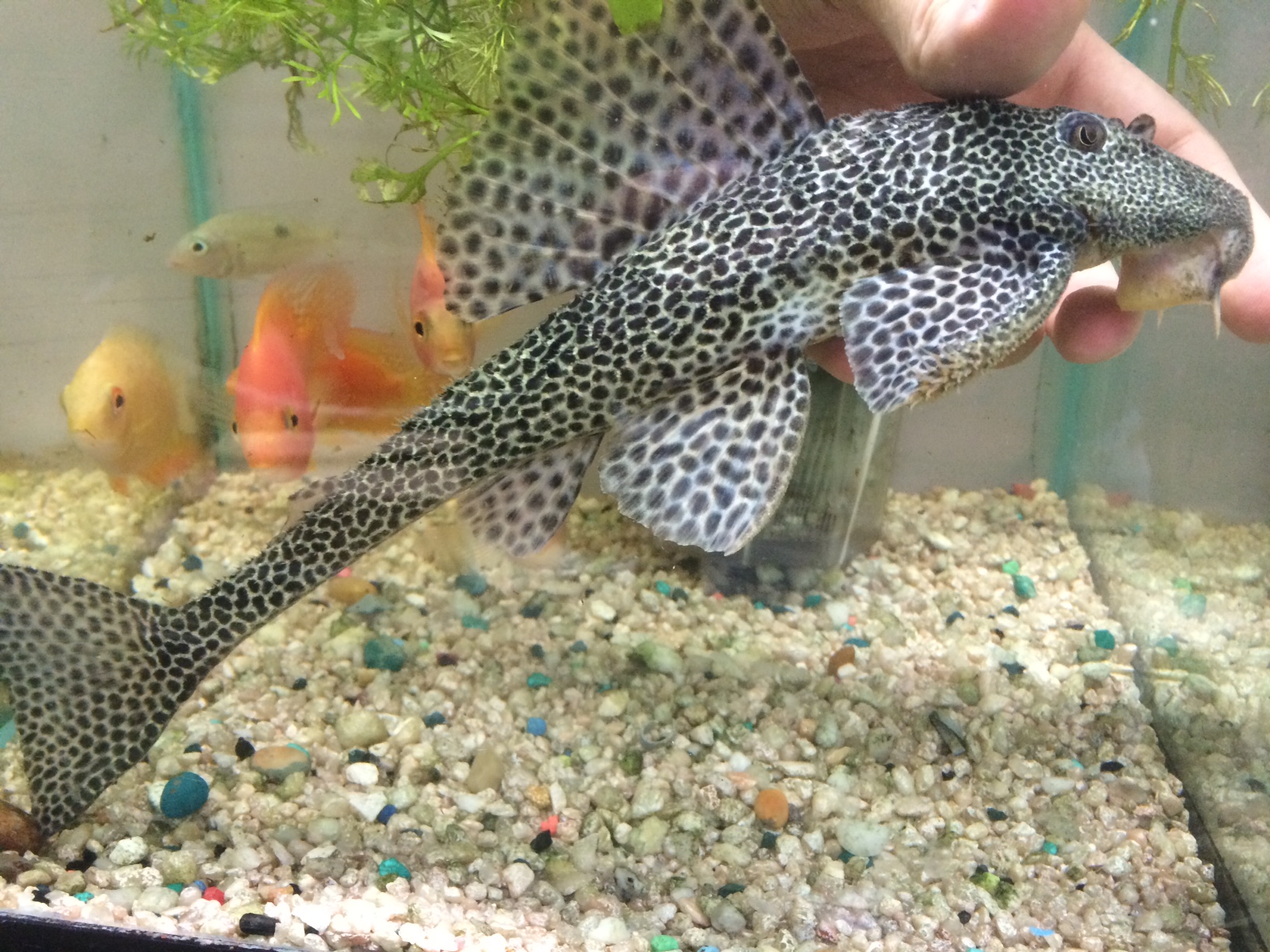 Pleco