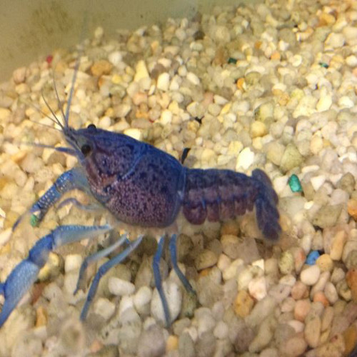 Electric Blue Lobster