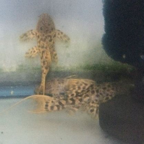 Titanic Pleco