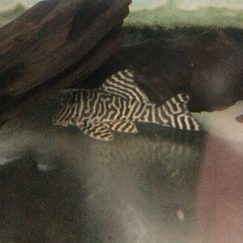 King Tiger Pleco