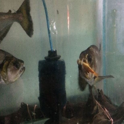 Vampire Tetra