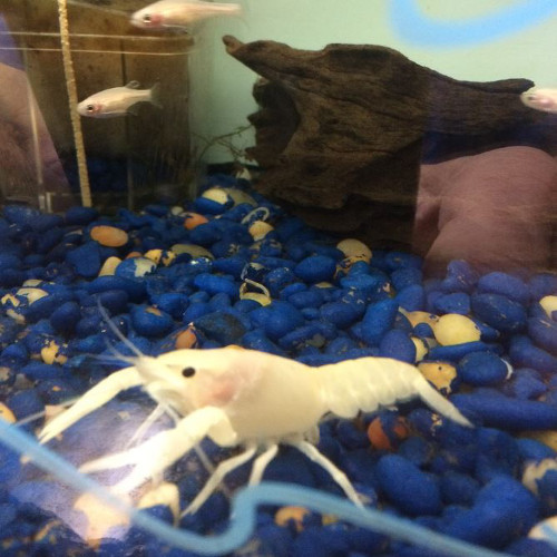 White Lobster