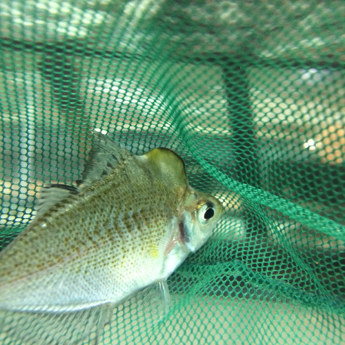 High Hat Glass Fish