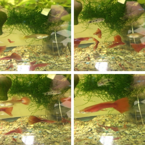 Double Red Veil Tail Guppies