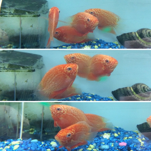 Red Spot Severum