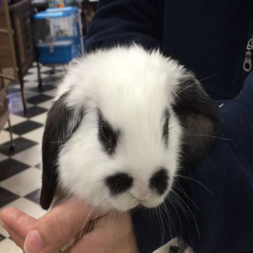 Holland Lop Mix
