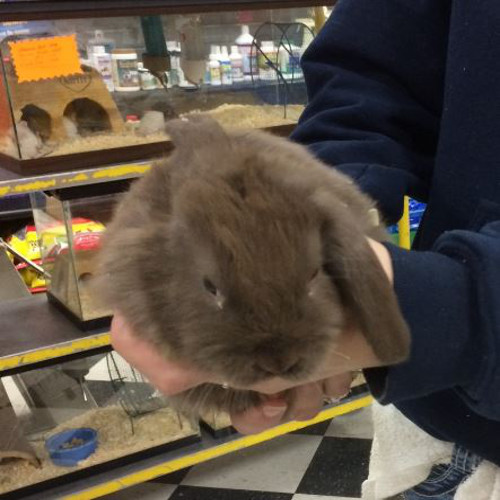Holland Lop Mix