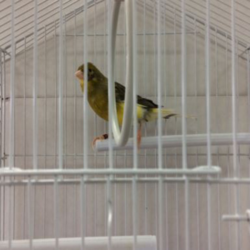 Male Variegated Canary