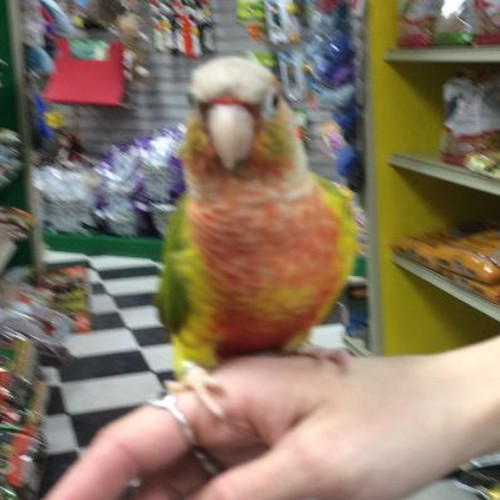 Pineapple Green Cheek Conure
