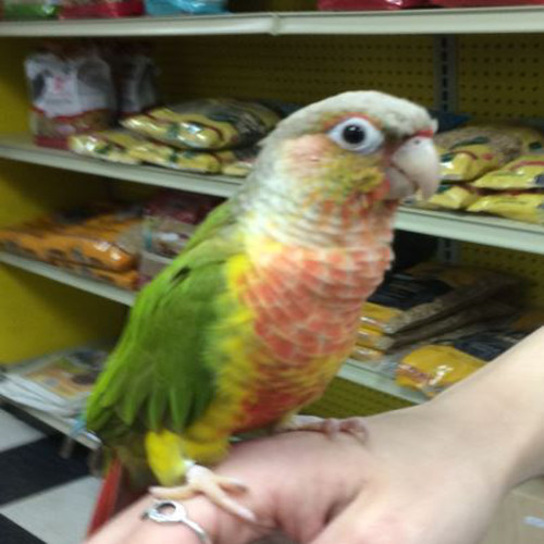 Pineapple Green Cheek Conure