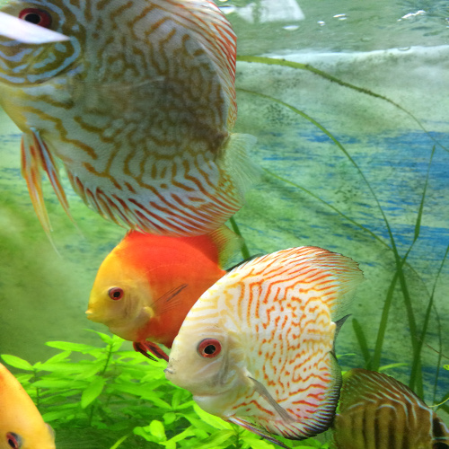 Vietnamese Discus