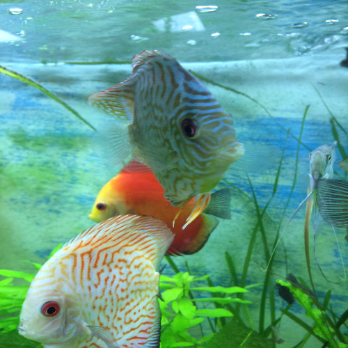 Vietnamese Discus