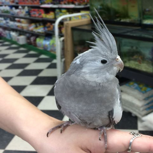 Baby White Face Cockatiel