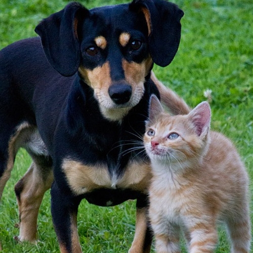 Browse Online View Our Product Catalog Talmage Farm Agway