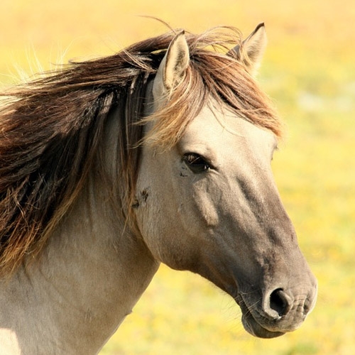Equine & Livestock
