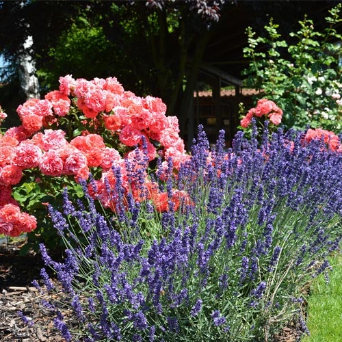 Browse Online View Our Product Catalog Talmage Farm Agway