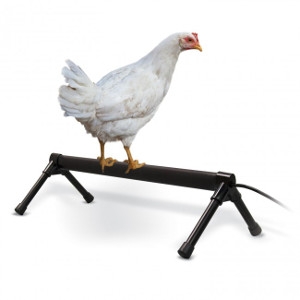 Thermo-Heated Chicken Perch