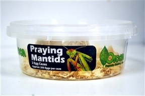 Praying Mantids (2 Egg Cases)