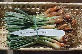 Sweet Spanish Yellow Onion Plant