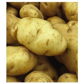 Seed Potatoes for Planting - Assorted Varieties