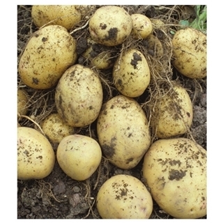 Yukon Gold Seed Potatoes, 5 lbs.