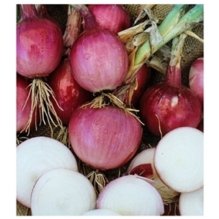 Red Onion Sets, 80 Count