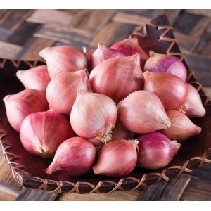 Onion – Shallots 10 pack