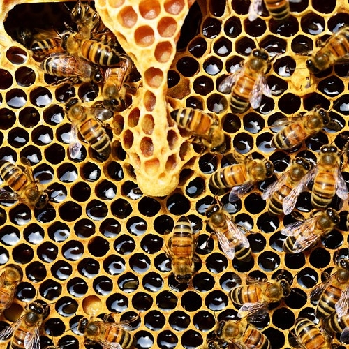 Honey Extractor Rental
