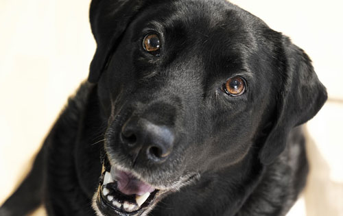 Pet