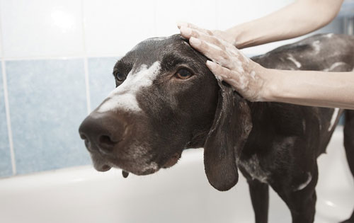Grooming
