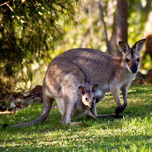 Mazuri Kangaroo/Wallaby Diet