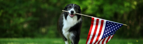 Happy 4th of July!