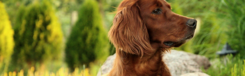 Lucky Dogs Shop Local.