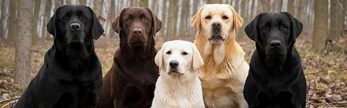 We thought you said Labrador Weekend!?