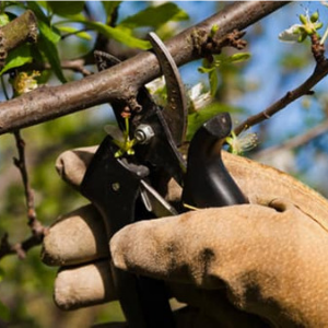 Fruit Tree Care and Pruning Seminar