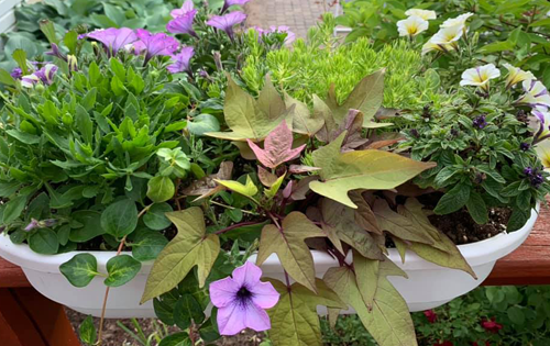 container planting