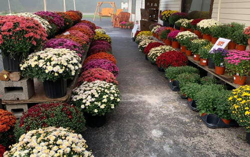 mum display