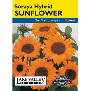Soraya Hybrid Sunflower Seeds